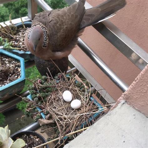 斑鳩築巢下蛋風水|網友家陽台野鳥築巢下蛋 內行人給建議：別摸別開窗